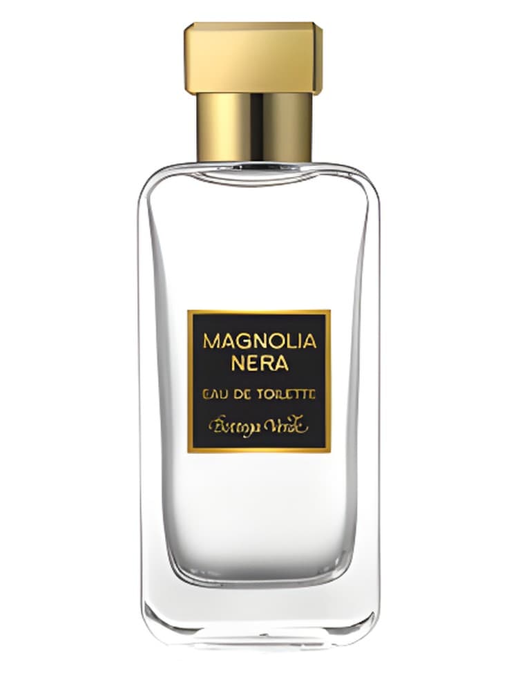 Magnolia Nera
