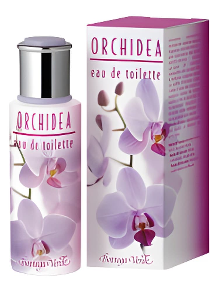 Orchidea