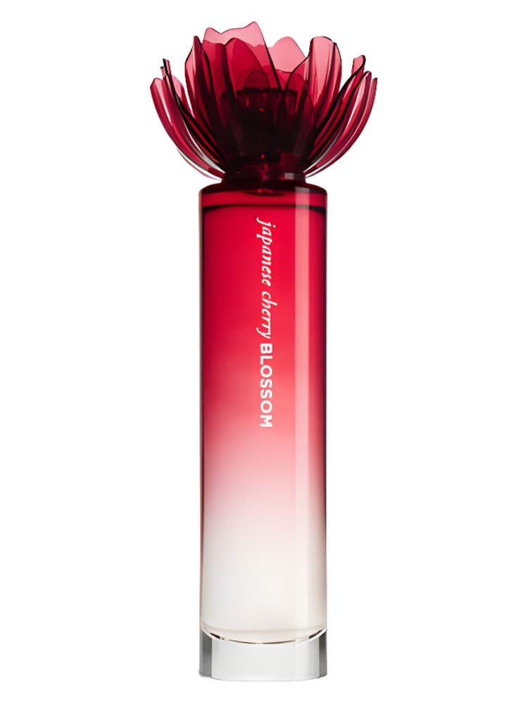 Japanese Cherry Blossom 2011