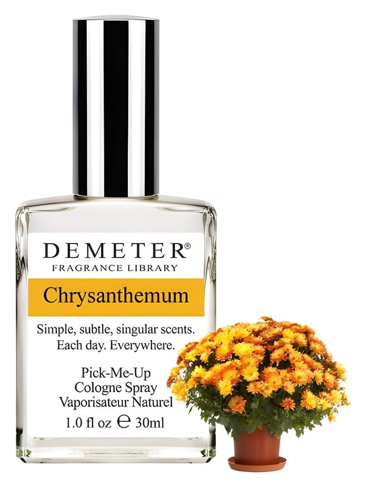 Chrysanthemum