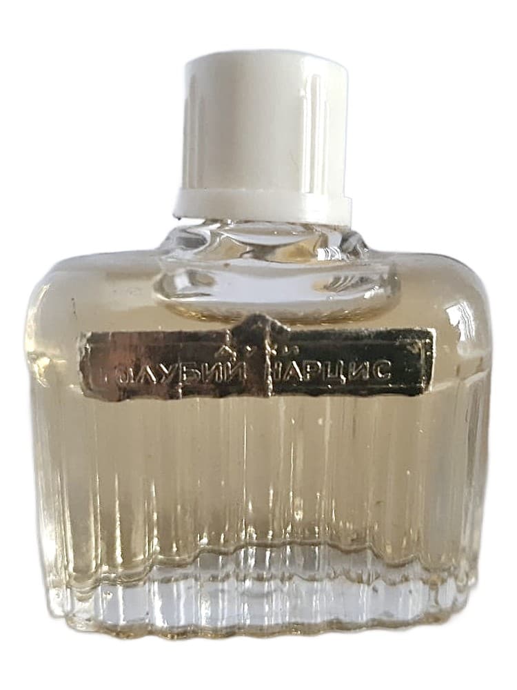 Goluboj narciss Blue Narcissus