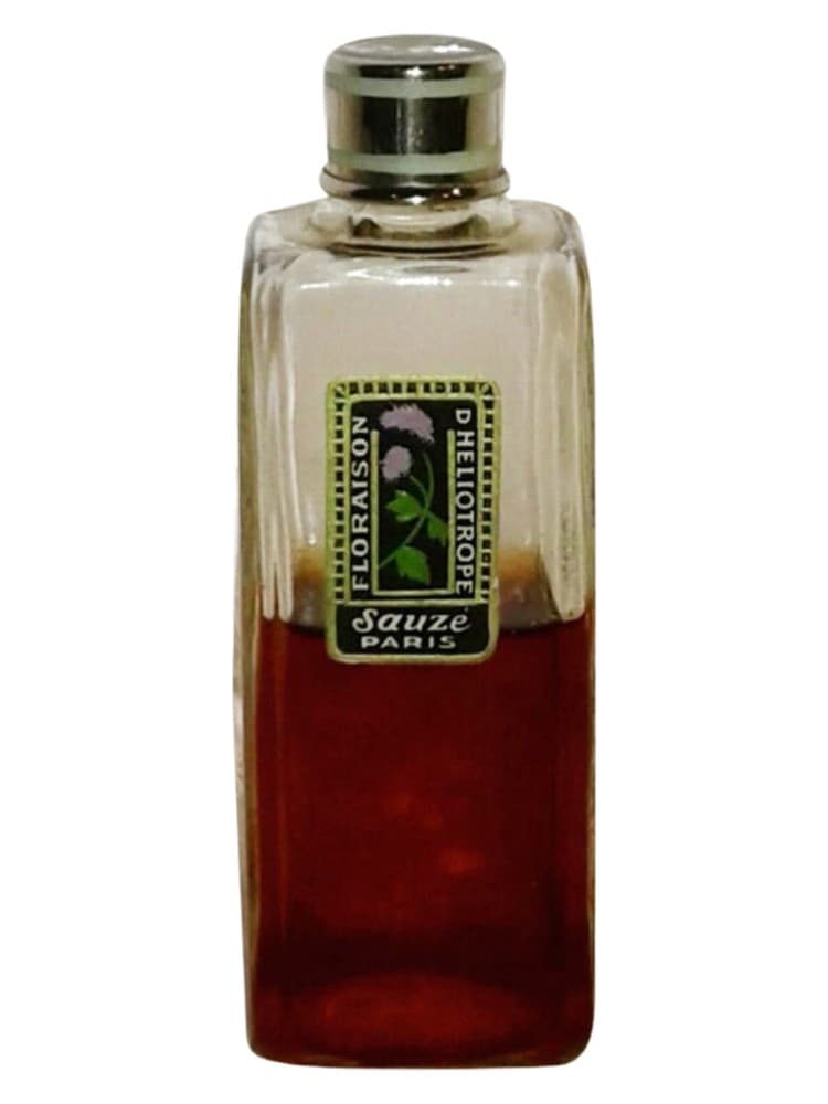 Floraison d Heliotrope