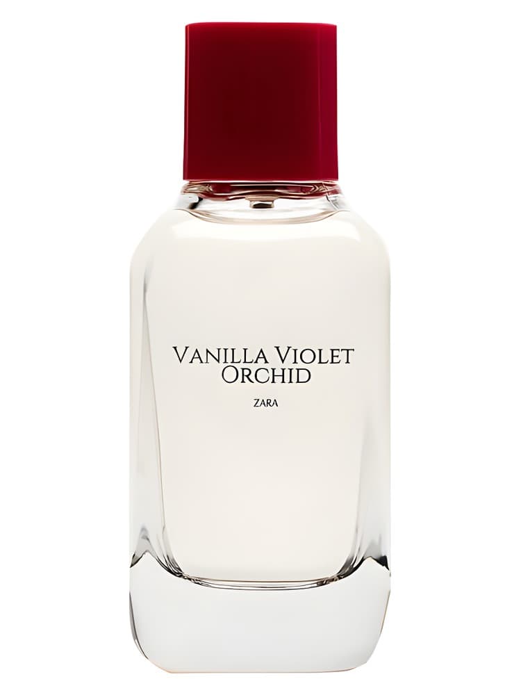 Vanilla Violet Orchid