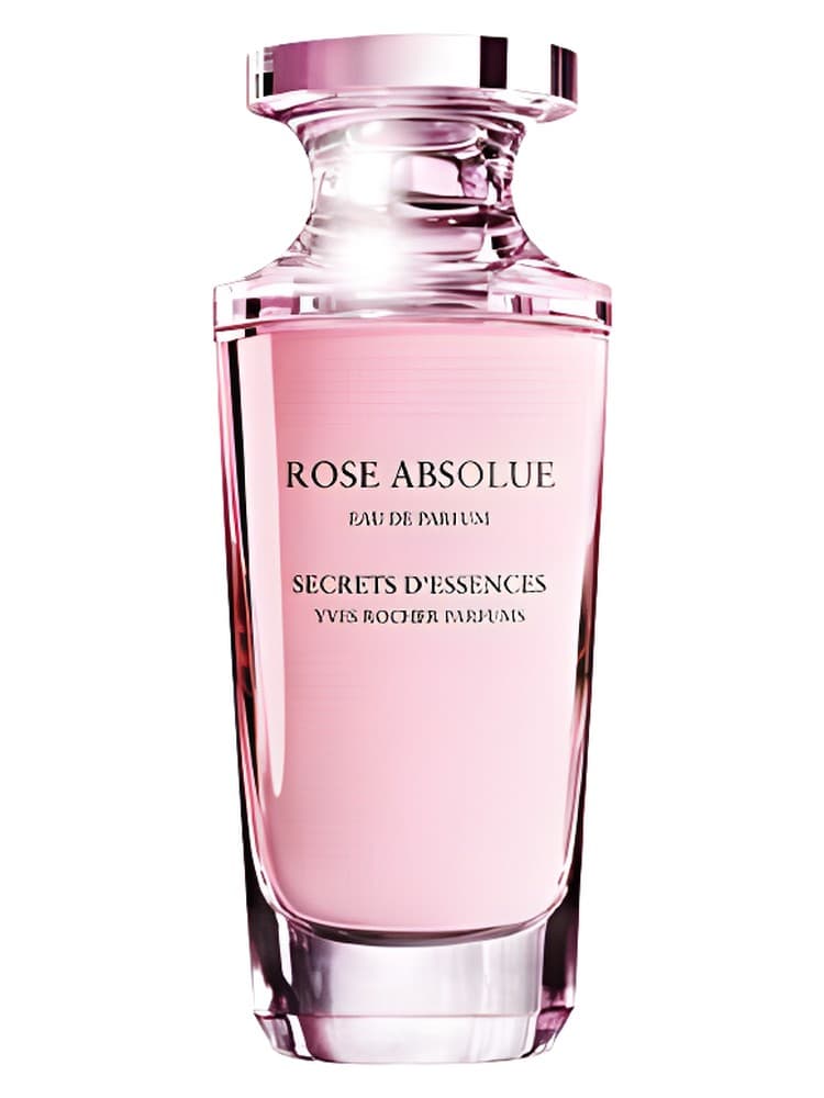 Rose Absolue