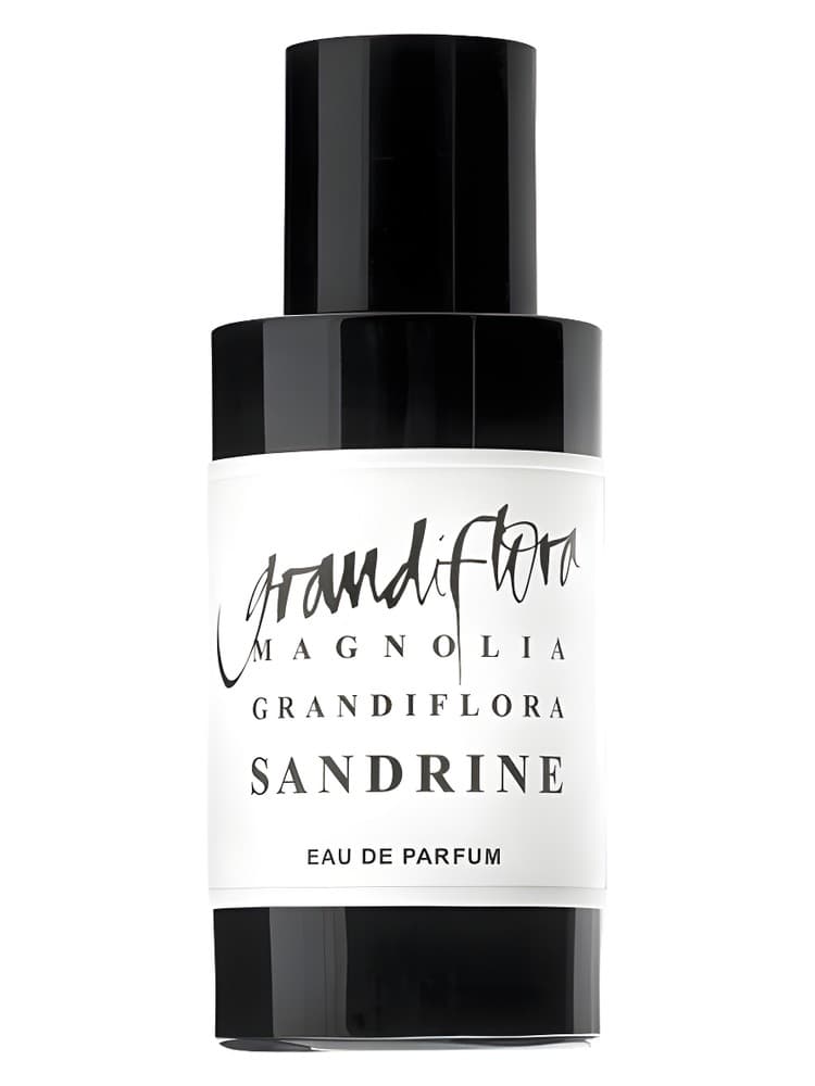 Magnolia Grandiflora Sandrine
