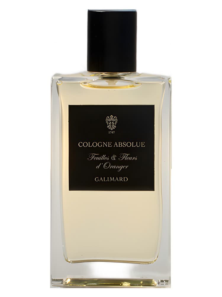 Feuilles Fleurs d Oranger