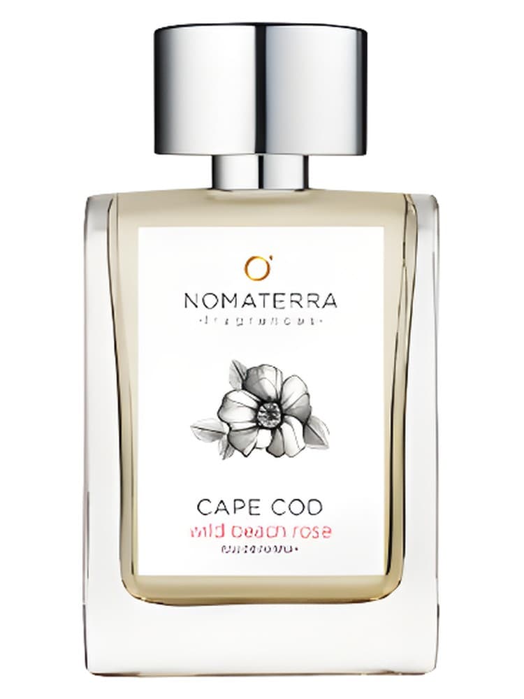 Cape Cod Wild Beach Rose