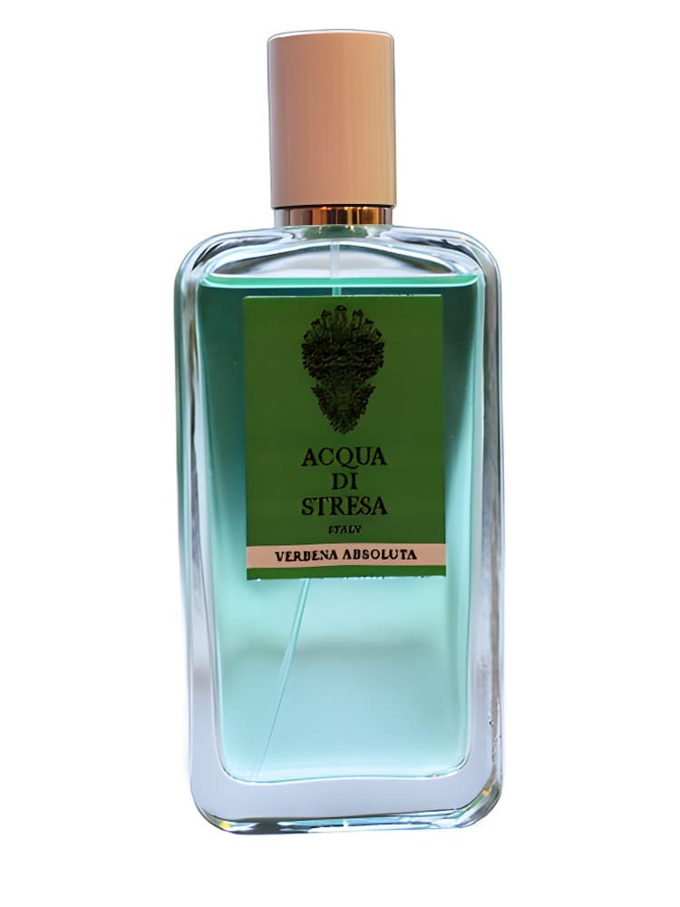 Verbena Absoluta